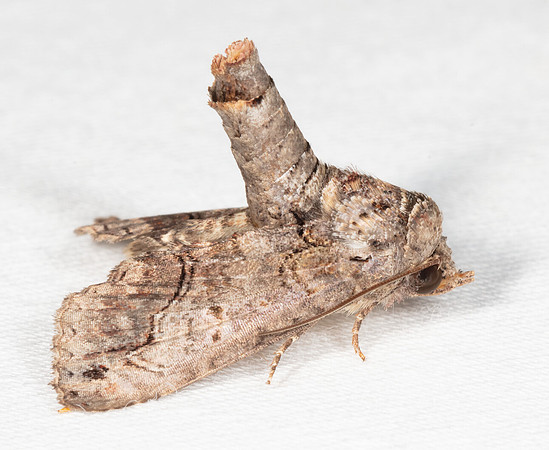 Large Paectes, Paectes abrostoloides, Franklin County, Ohio, August 2, 2020