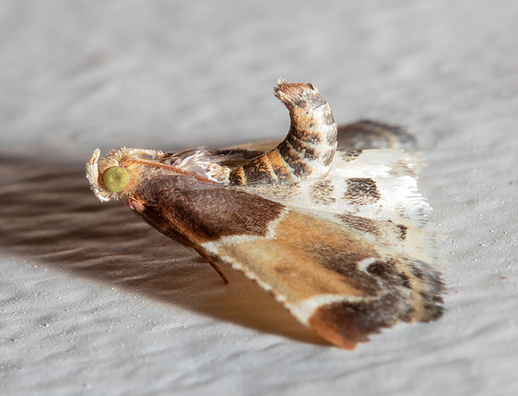 Meal Moth, Pyralis farinalis, Worthington, Franklin County, Ohio, May 28, 2020
