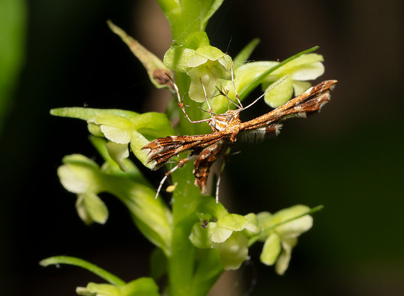 Grape Plume Moth, Geina periscelidactyla, on Platanthera flava, Hardin County, Ohio, June 18, 2020