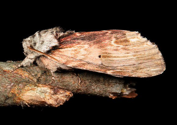 Red-humped Caterpillar Moth, Schizura concinna, Highland County, Ohio, August 8, 2020 (34)