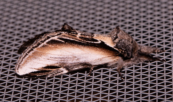 Black-rimmed Prominent, Pheosia rimosa, Presque Isle County, Michigan, May 19, 2021 (29) copy
