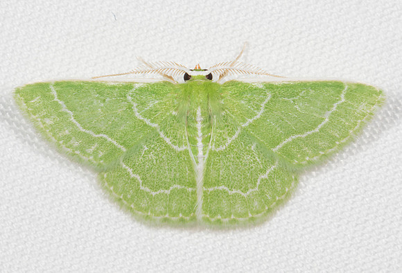 Wavy-lined Emerald, Synchlora aerata, Franklin County, Ohio, July 13, 2020