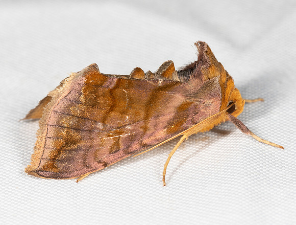 Unspotted Looper, Allagrapha aerea, Delaware County, Ohio, August 30, 2020
