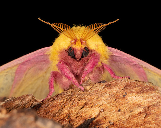 Rosy Maple Moth, Dryocampa rubicunda, Vinton County, Ohio, June 15, 2020