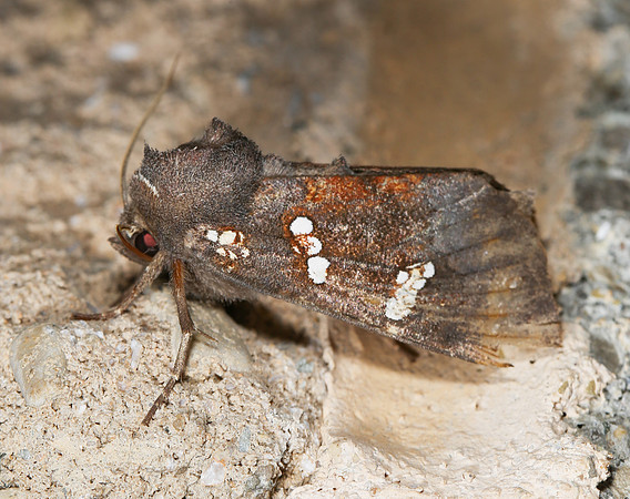 Ironweed Borer, Papaipema cerussata, Champaign County, Ohio, September 13, 2014