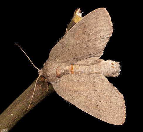Drab Prominent, Misogada unicolor, Highland County, Ohio, August 8, 2020 (2)