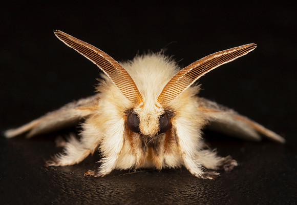 Black-waved Flannel Moth, Megalopyge crispata, Highland County, Ohio, July 17, 2020
