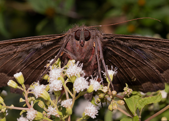 Black Witch, Ascalapha odorata, Fayette County, Ohio, October 6, 2020 (3)