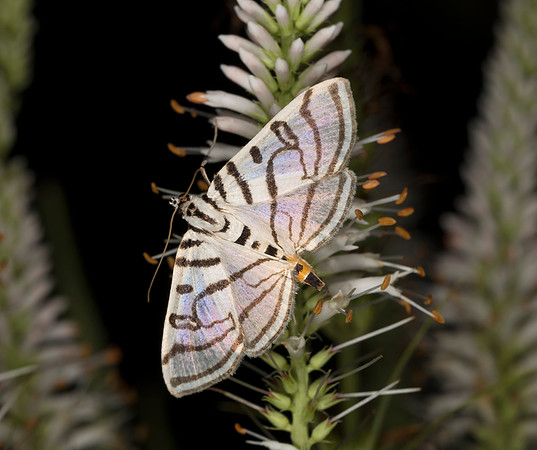 Zebra Conchylodes, Conchylodes ovulalis, Greene County, Ohio, July 26, 2019