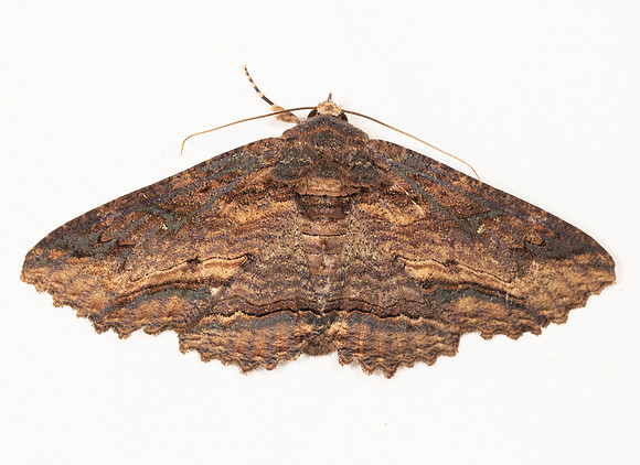 Lunate Zale, Zale lunata, Crawford County, Ohio, July 7, 2020