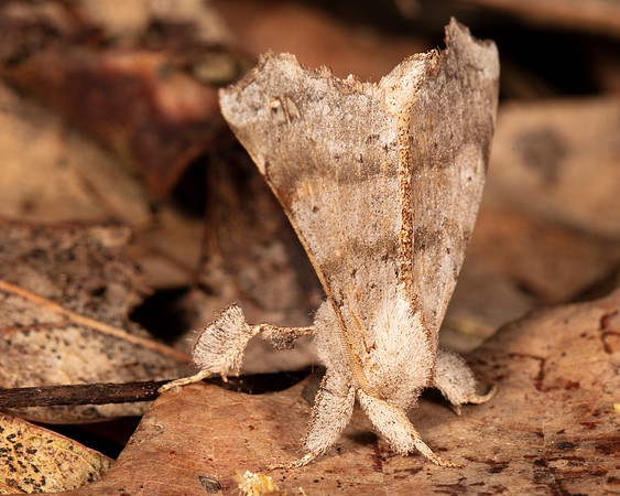 Angel Moth, Olceclostera angelica, Highland County, Ohio, July 17, 2020 (2)