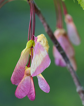 Rosy Maple Moth, Dryocampa rubicunda, on red maple fruit, West Virginia, May 7, 2019