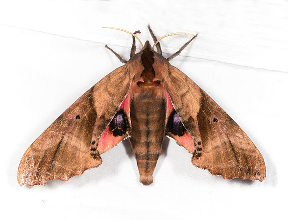 Blinded Sphinx, Paonias excaecata, Scioto County, Ohio, July 12, 2019