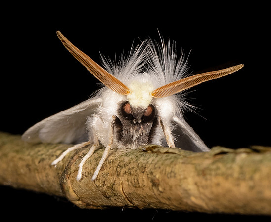 White Flannel Moth, Norape ovina, Adams County, Ohio, August 5, 2021 (22)