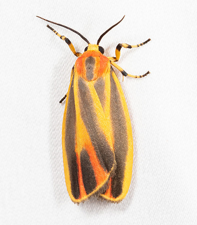 Painted Lichen Moth, Hypoprepia fucosa, Crawford County, Ohio, July 7, 2020