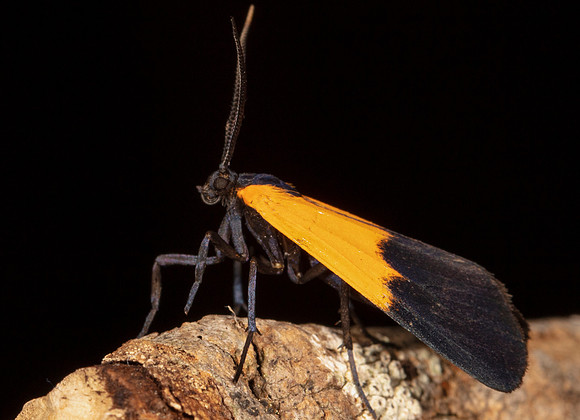 Black-and-yellow Lichen Moth, Lycomorpha pholus, Highland County, Ohio, June 26, 2020