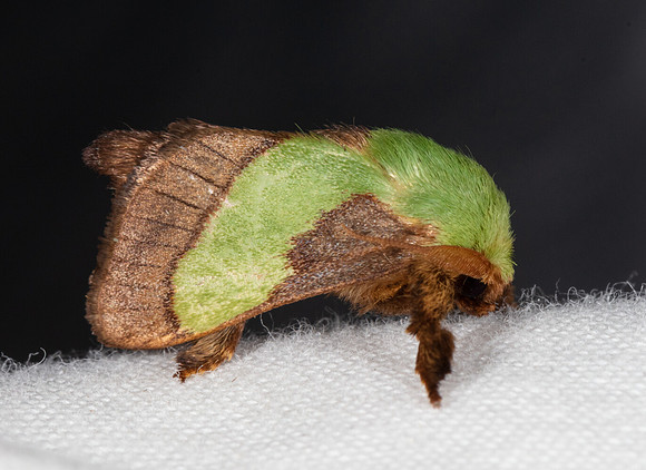 Smaller Parasa, Parasa chloris, Highlands Nature Sanctuary, Highland County, Ohio, July 17, 2020 (32)