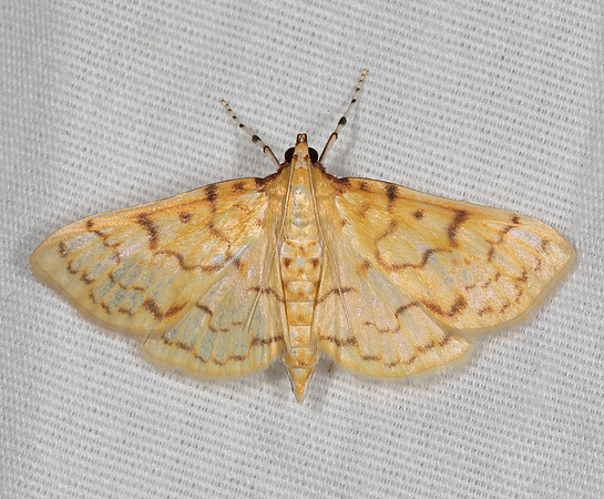 Ironweed Root Moth, Polygrammodes flavidalis, Greene County, Ohio, July 26, 2019