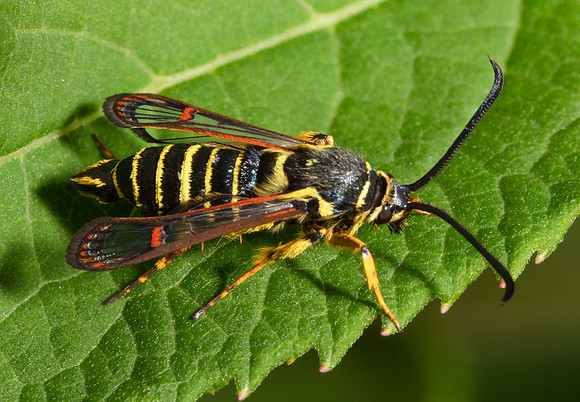 Riley's Clearwing, Synanthedon rileyana, Washington County, Ohio, August 23, 2020