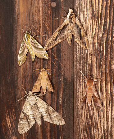 Sphinx Moths, five species, Highland County, Ohio, July 17, 2020