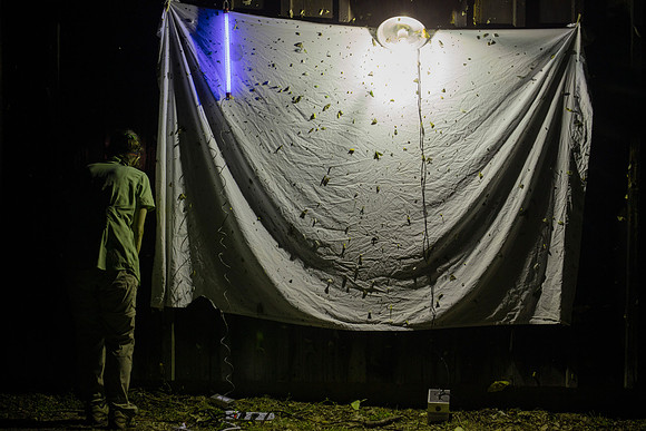 Mothing, Highlands Nature Sanctuary, Highland County, Ohio, July 17, 2020 (90)
