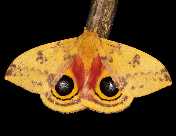 Io Moth, Automeris io, Highland County, Ohio, July 17, 2020 (5)
