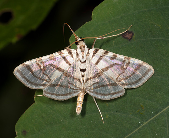 Zebra conchylodes, Conchylodes ovulalis, Highland County, Ohio, August 8, 2020