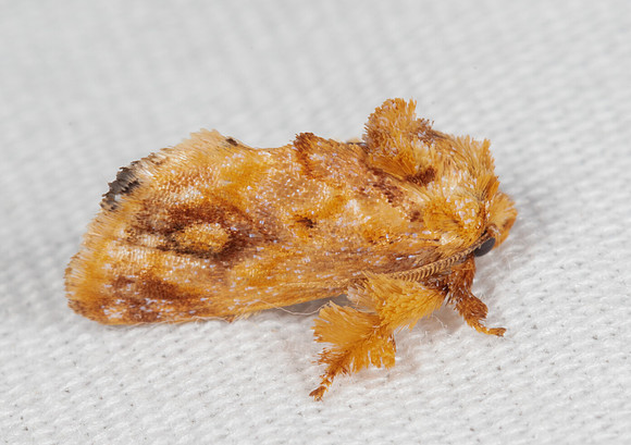 Spun Glass Slug Moth, Isochaetes beutenmuelleri, Highland County, Ohio, July 17, 2020