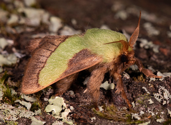 Lesser Parasa, Parasa chloris, Hocking County, Ohio, July 9, 2021 (11)