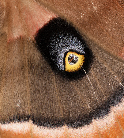 Polyphemus Moth, Antheraea polyphemus, Scioto County, Ohio, July 12, 2019
