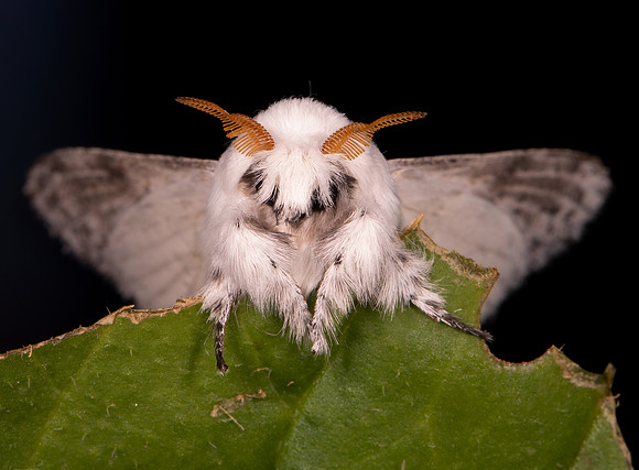 Dot-lined White, Artace cribarius, Highland County, Ohio, June 26, 2021 (10) copy
