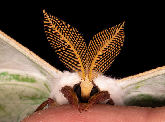 Luna Moth, Actias luna, Highland County, Ohio, June 26, 2021 (38)