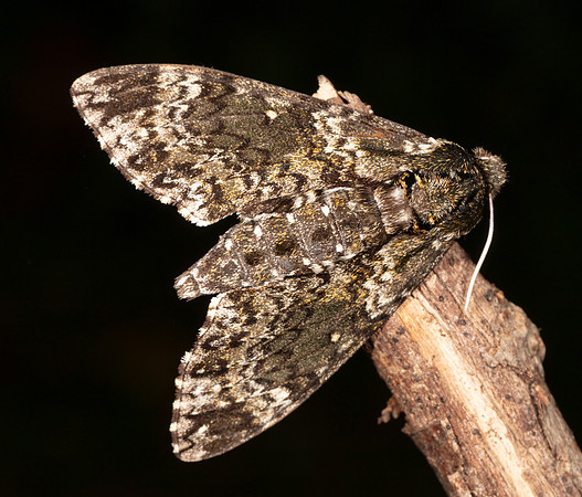Pawpaw Sphinx, Dolba hyloeus, Highland County, Ohio, August 8, 2020