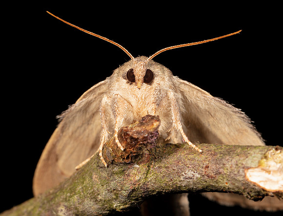 Drab Prominent, Misogada unicolor, Highland County, Ohio, August 8, 2020