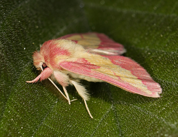 Pink Prominent, Hyparpax aurora, Adams County, Ohio, June 25, 2014 (2)