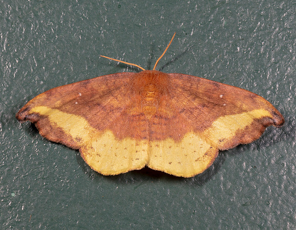 Rose Hooktip, Oreta rosea, Highland County, Ohio, July 17, 2020