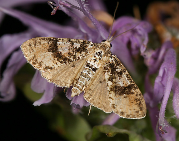 Splendid Palpita Moth, Palpita magniferalis, Warren County, Ohio, July 11, 2014