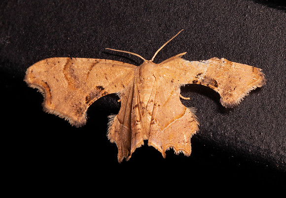 Brown Scoopwing, Calledapteryx dryopterata, Highland County, Ohio, June 26, 2021 (12) copy