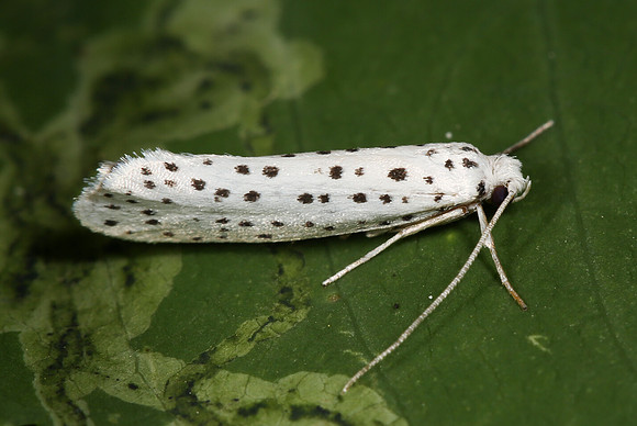 American Ermine, Yponomeuta multipunctella, Geauga County, Ohio, July 5, 2014