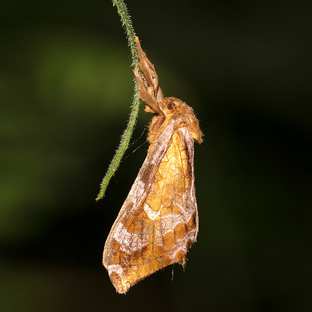 Gold-spotted Ghost Moth, Sthenopsis auratus, Scioto County, Ohio, June 6, 2019 (2)