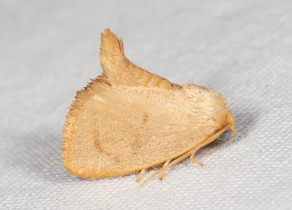 Abbreviated Button Slug Moth, Tortricidia flexuosa, Highland County, Ohio, August 8, 2020