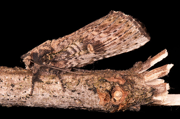 Checker-fringe Prominent, Schizura ipomoea, Highland County, Ohio, July 17, 2021 (4) copy
