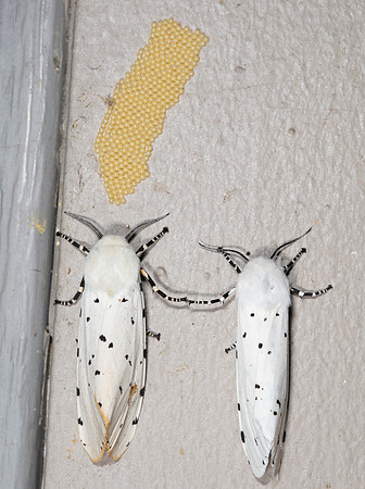 Salt Marsh Moths, Estigmene acrea, with eggs, Franklin County, Ohio, July 28, 2016