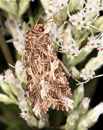 Yellow-striped Armyworm Moth,  Spodoptera ornithogalli, Adams County, Ohio, September 8, 2017