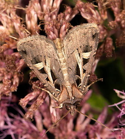 Master's Dart, Feltia herilis, Scioto Gardens Nursery, Delaware County, Ohio, August 30, 2020 (36)