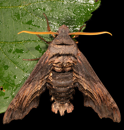 Abbot's Sphinx, Sphecodina abbottii, Scioto County, Ohio, July 5, 2017