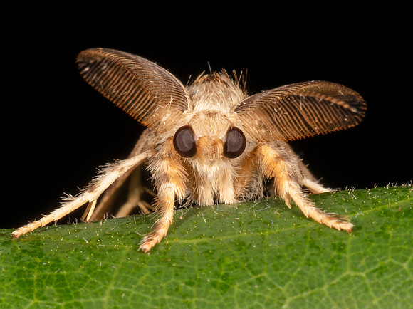 Yellow-based Tussock Moth, Dasychira basiflava, Crawford County, Ohio, July 7, 2020