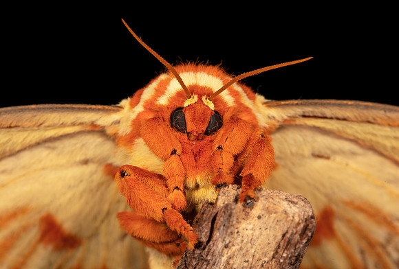Regal Moth, Citheronia regalis, Highland County, Ohio, August 8, 2020