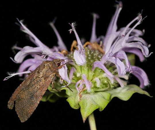 Variegated Cutworm Moth, Peridroma saucia, Warren County, Ohio, July 11, 2014
