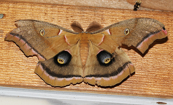 Polyphemus Moth, Antheraea polyphemus, Adams County, Ohio, July 26, 2012